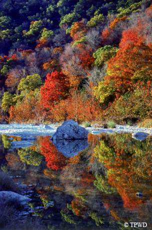 Maple trees